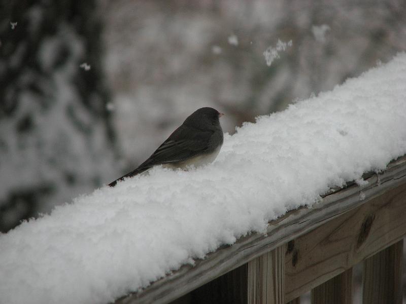 2008-12-07_First_Snow 059.jpg
